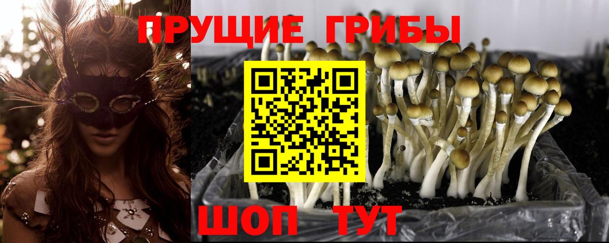 Псилоцибиновые грибы GOLDEN TEACHER  Вход с VPN  Волжский 